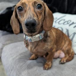 Cheyenne or Shy Shy - Dachshund
