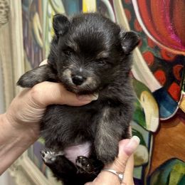 AKC Black Boy - Black and tan male Pomeranian puppy in Madison, Ohio from PawSitive Therapy Pomeranians