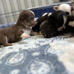 Chihuahua Puppies from Cloud9 Chihuahuas