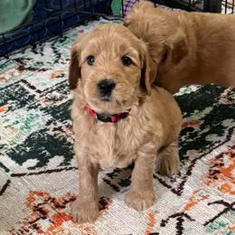 Grumpy-Red - Apricot male Goldendoodle puppy in Bay City, Texas from Charming Doods Goldendoodles