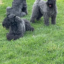 Kerry Blue Terrier All Grown Up from BlueAire