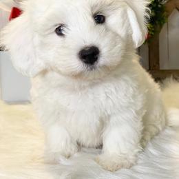 Cavapoo and Coton de Tulear Puppies from Big Gulch Puppies