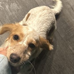 Dachshund and Golden Retriever All Grown Up from 50 shades of dachshund