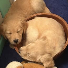 Boy 1 - Golden male Golden Retriever puppy in East Hartford, Connecticut from Cherry Hollow Goldens