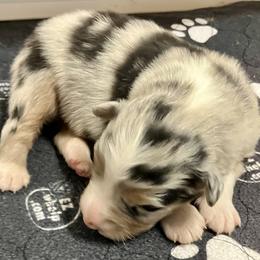 Blue merle 4 - Blue merle male Australian Shepherd puppy in Cotati, California from Tried and True Aussies