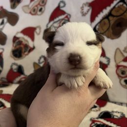 Blue color - Panda female German Shepherd puppy in Marion, Ohio from Legacy K9’s