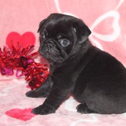 Jet - Black male Pug puppy in Tuscola, Illinois from Dream on puppies