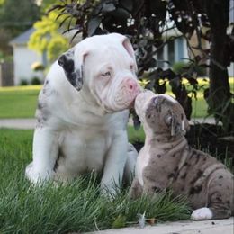 Alapaha Blue Blood Bulldog Puppies from Eclipse Alapaha Kennels