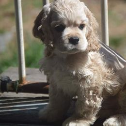 Cocker Spaniels from Tiny Treasures Cocker Spaniels