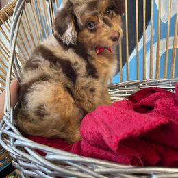 Aussiedoodle and Australian Shepherd Puppies from Autumn's Aussies