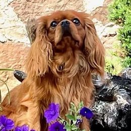 Cavalier King Charles Spaniels from Edens Edge Cavaliers