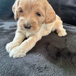 Daisy - Golden female Cockapoo puppy in Adrian, Oregon from ApplebyFarm