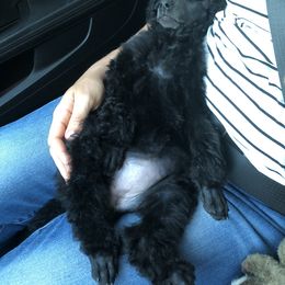 Poodle Puppies from Pearson’s Poodles