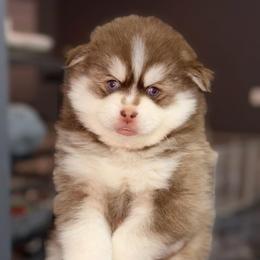Firecracker - Red and white male Pomsky puppy in Spring Hill, Florida from Besties Paw Life