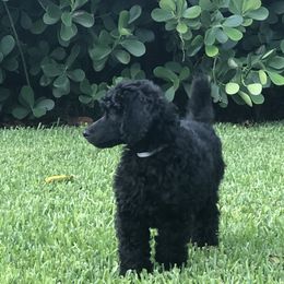 Poodle Puppies from Ocala Standard Poodles