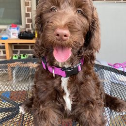 Goldendoodle and Poodle Puppies from Rocking j doodles