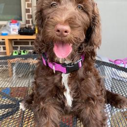Goldendoodle and Poodle Puppies from Rocking j doodles