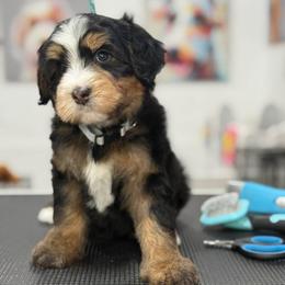 Skye - white collar - Tri-color male Bernedoodle puppy in Yuciapa, California from AlltheDoodlez_