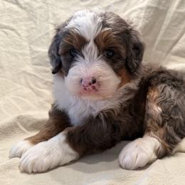 Opal - Blue merle female Bernedoodle puppy in Ashland, Kentucky from Still Waters Farm