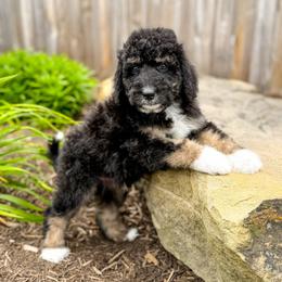 Jackson - male Australian Mountain Doodle puppy in Pittsburgh, Pennsylvania from WestPenn Doodles LLC