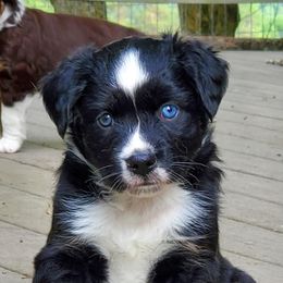 Miniature Australian Shepherds from Berry Fine Mini Aussies