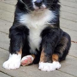 Miniature Australian Shepherds from Berry Fine Mini Aussies