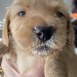 Sassy - Cream female Dachshund puppy in Lake Mary, Florida from Lakeside Doxies