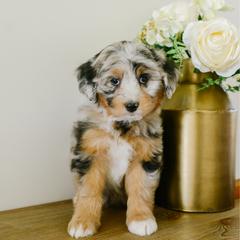 Paris - female Australian Mountain Doodle puppy in Spanish Fork, Utah from K Brand Doodles