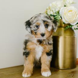 Paris - female Australian Mountain Doodle puppy in Spanish Fork, Utah from K Brand Doodles