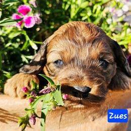 Zues - Merle male Cockapoo puppy in Indiahoma, Oklahoma from Phamily Doodles