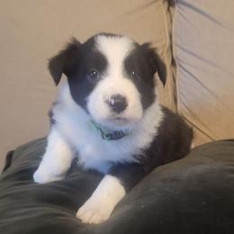 Bob Ross - Black and white male Border Collie puppy in Caledonia, Michigan from Magnolia Acres