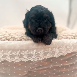 Beauty - Phantom female Bernedoodle puppy in North Carolina from Tuxedo Mountain Doodles
