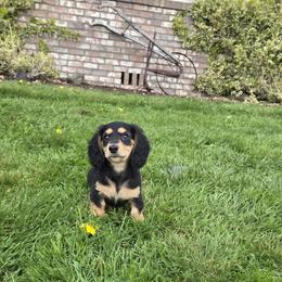 Luna - Black and cream Dachshund puppy in Stanwood, Washington from The Love of Dachshunds