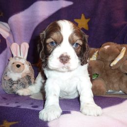 Cavachon, Cavalier King Charles Spaniel, and Cocker Spaniel Puppies from Walnut Grove Cavaliers