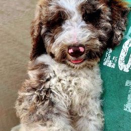 Cavalier King Charles Spaniel, Cavapoo, and Poodle Puppies from Loblolly Ranch