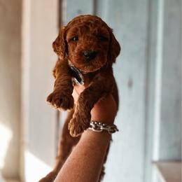 Brick - Red  male Goldendoodle puppy in Shingle Springs, California from Kindred Oak Goldendoodles