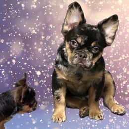 Chosen - French Bulldog