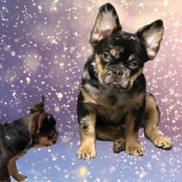 Chosen - French Bulldog