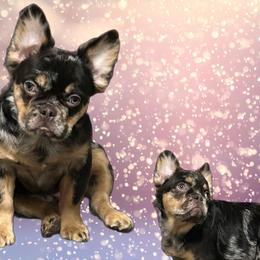 Chosen - French Bulldog