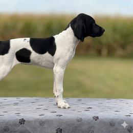 German Shorthaired Pointer Puppies from H LAVA C Pointers