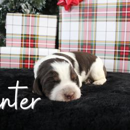 Winter - Liver white and tan female English Springer Spaniel puppy in Barnstead, New Hampshire from C & S Farms