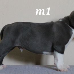 American Bully Puppies from Haymaker Bully Camp