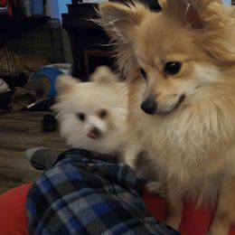Itty bitty - Pomeranian