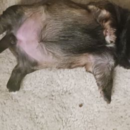 Shih Tzu Puppies from Peterson Shih Tzus