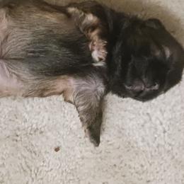 Shih Tzu Puppies from Peterson Shih Tzus