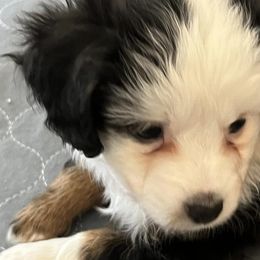 Miniature Australian Shepherds and Toy Australian Shepherds from Chisholm Trail Aussies