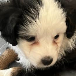 Miniature Australian Shepherds and Toy Australian Shepherds from Chisholm Trail Aussies