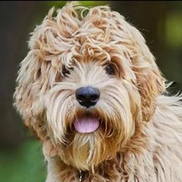 Zoey - Australian Labradoodle