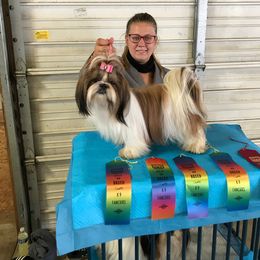 Charm - Shih Tzu