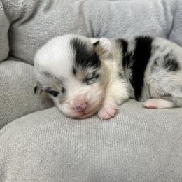 Ava - Blue female Pembroke Welsh Corgi puppy in Olive Hill, Kentucky from Tompkins Farm